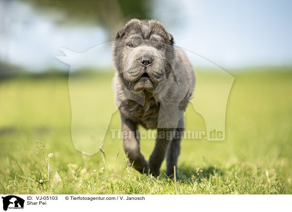 Shar Pei / Shar Pei / VJ-05103
