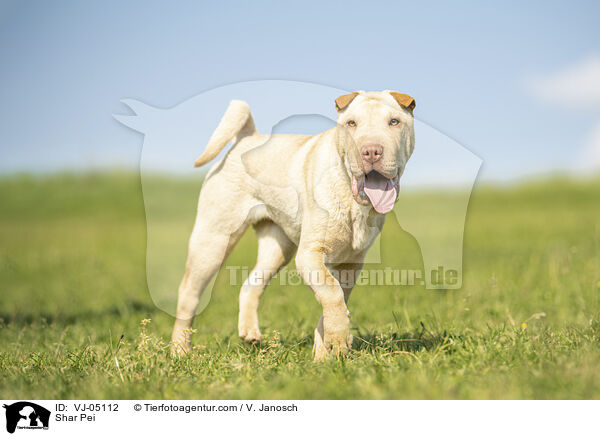 Shar Pei / VJ-05112