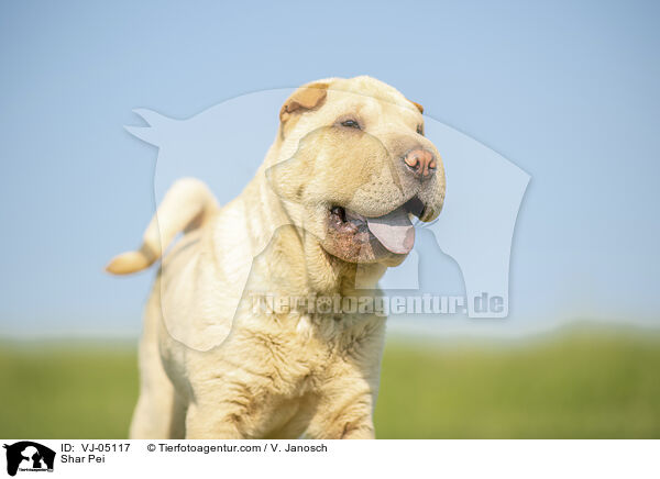 Shar Pei / Shar Pei / VJ-05117