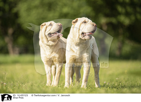 Shar Peis / Shar Peis / VJ-05123
