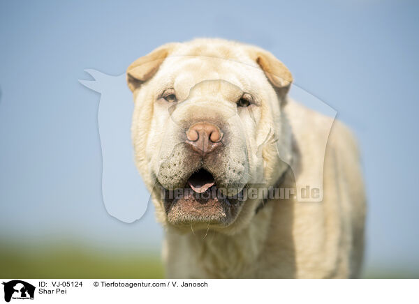 Shar Pei / Shar Pei / VJ-05124