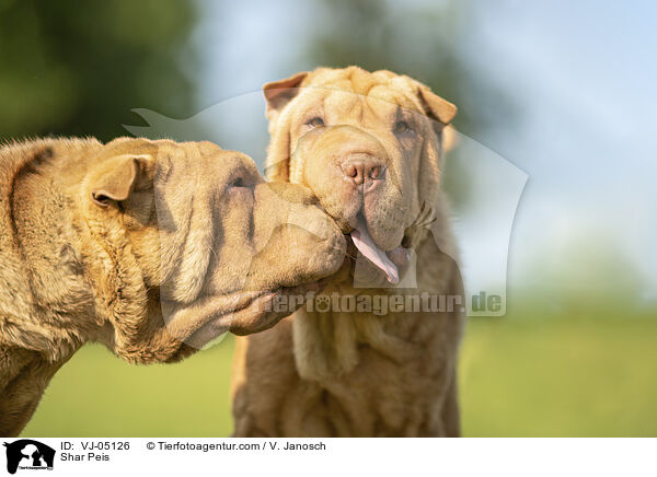 Shar Peis / VJ-05126