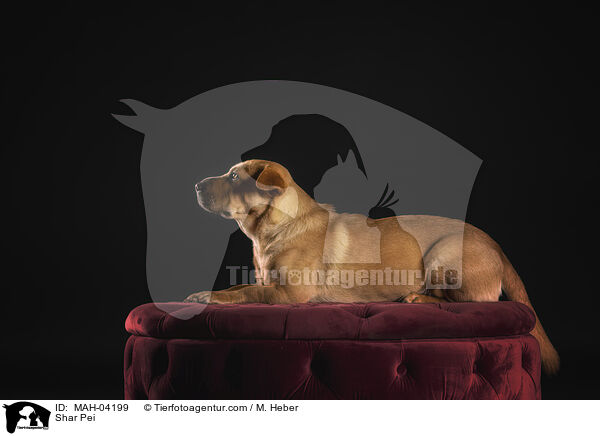 Shar Pei / Shar Pei / MAH-04199