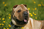 Shar Pei Portrait