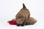 Shar Pei Puppy