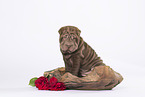 Shar Pei Puppy