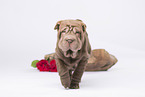 Shar Pei Puppy