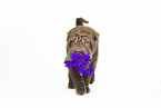 Shar Pei Puppy