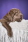 Shar Pei Puppy