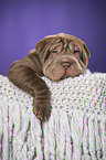 Shar Pei Puppy