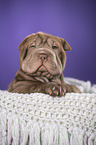 Shar Pei Puppy