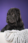 Shar Pei Puppy