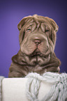 Shar Pei Puppy