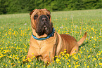 lying Shar Pei
