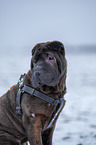 Shar Pei Portrait