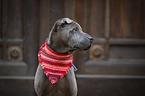 Shar Pei Portrai