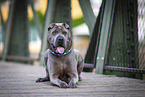 lying shar pei