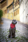 sitting shar pei