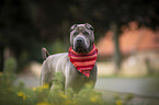 standing shar pei