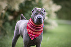 standing shar pei