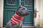 sitting shar pei