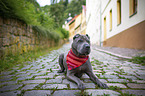 lying shar pei