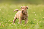 standing Shar Pei Puppy
