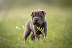 standing Shar Pei Puppy
