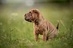 sitting Shar Pei Puppy