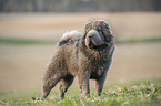 Shar Pei