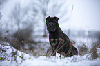 Shar Pei in the winter