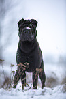 Shar Pei in the winter