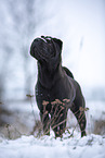 Shar Pei in the winter