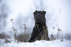 Shar Pei in the winter