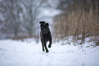Shar Pei in the winter