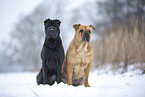 Bull-Pei in winter
