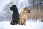Bull-Pei in winter