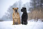 Bull-Pei in winter