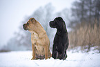 Bull-Pei in winter