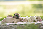 Shar Pei Puppies