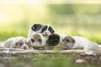 Shar Pei Puppies