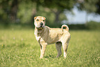 Shar Pei
