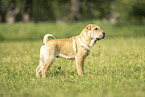 Shar Pei
