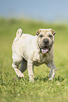 Shar Pei