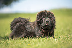 Shar Pei
