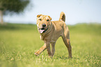 Shar Pei