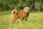 Shar Pei