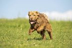 Shar Pei