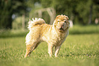 Shar Pei