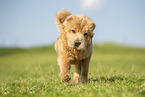 Shar Pei